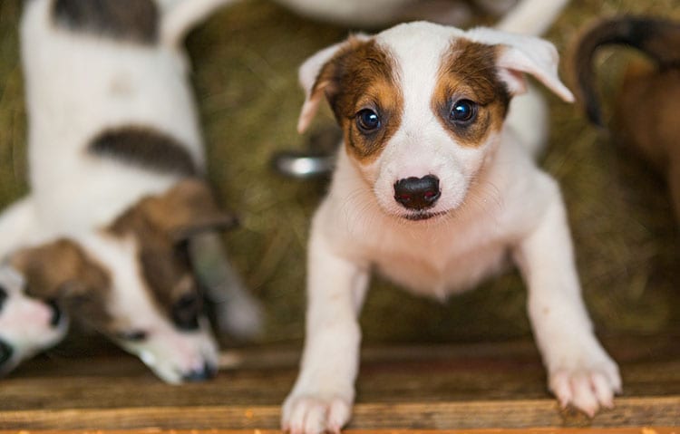 Pet Adoption and Shelters in Cary: Puppies Playing On Bed