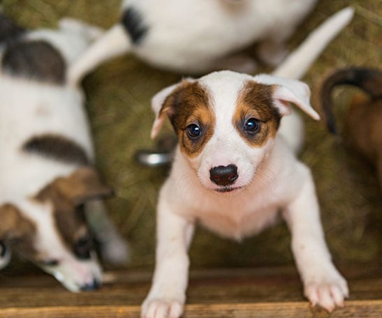 Pet Adoption and Shelters in Cary: Puppies Playing On Dog Bed