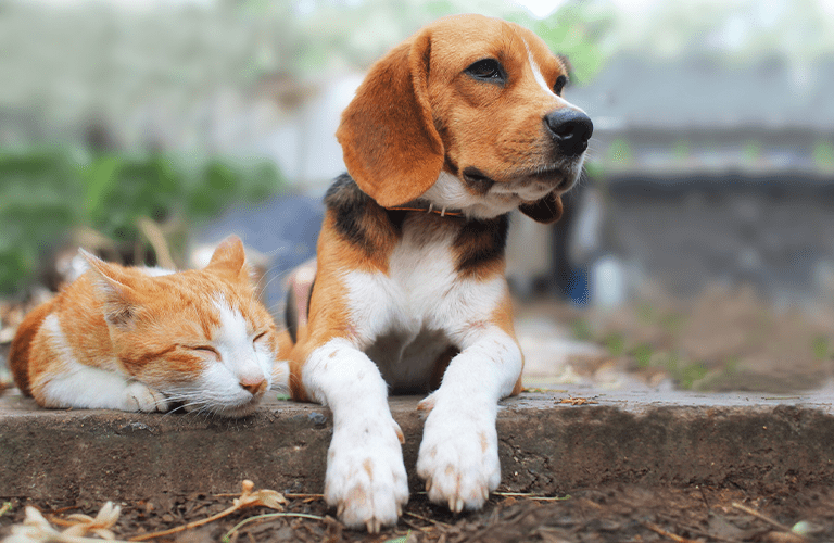 beagle-and-cat beagle-and-cat