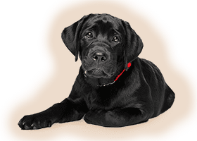Pet Surgery Services in Cary: Dog Laying Down