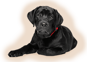 black-lab-3 black-lab-3
