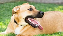 Pet Dental Care in Cary: Dog Laying in the Grass