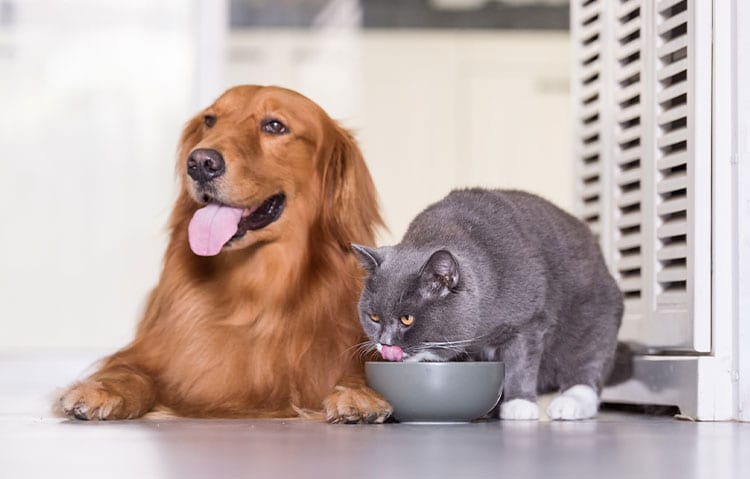 cat-and-dog-eating-together-2 cat-and-dog-eating-together-2