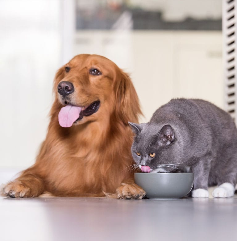 cat-and-dog-eating-together cat-and-dog-eating-together