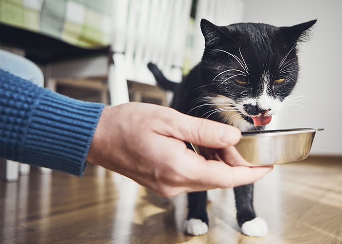 Pet Nutrition Consulting in Cary: Cat Drinking From Water Dish