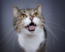 cat-looking-up-and-smiling cat-looking-up-and-smiling