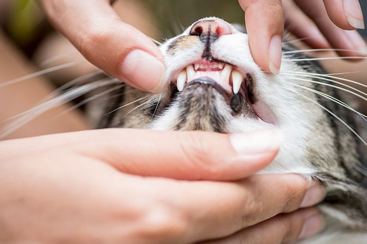 Pet Dental Care in Cary: Vet Examining Cat's Teeth