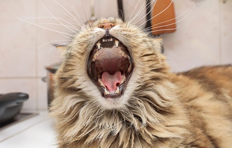 cat-yawning-2
