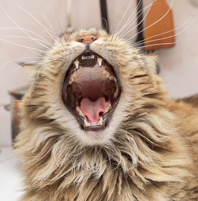 Pet Dental Care in Cary: Cat Yawning