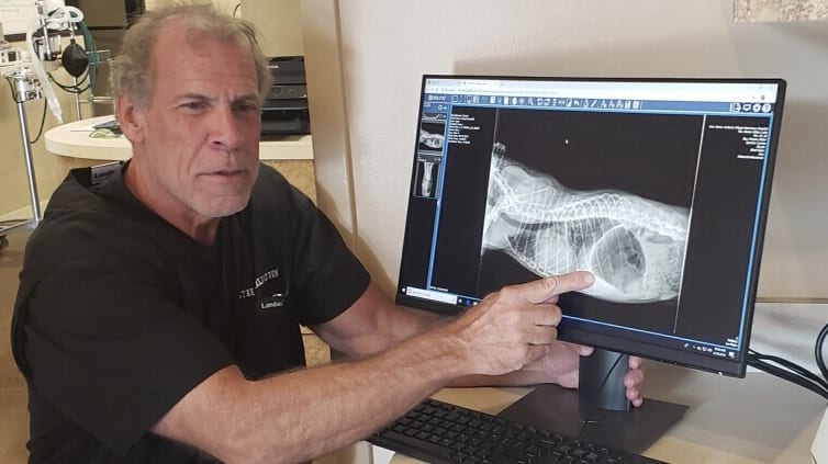 Pet Diagnostics in Cary: Veterinarian Examines X-Ray