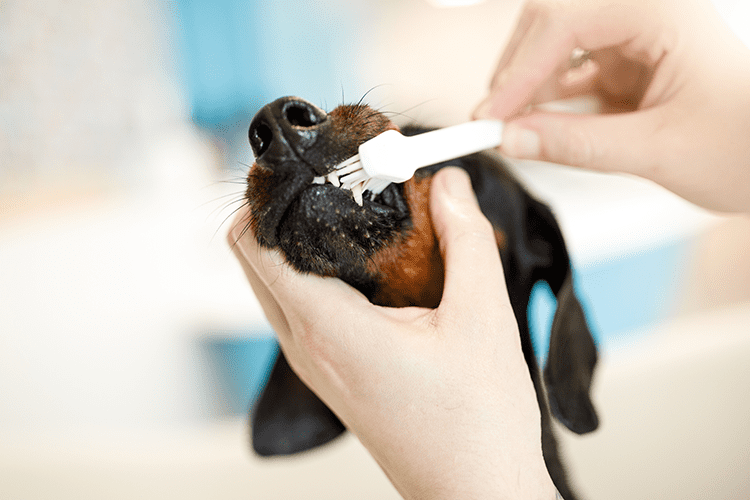 dog-getting-teeth-brushed dog-getting-teeth-brushed