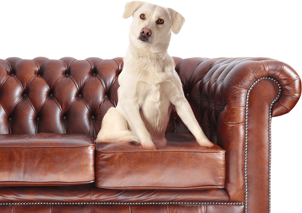 Animal Hospital in Cary: Dog Sitting On Couch
