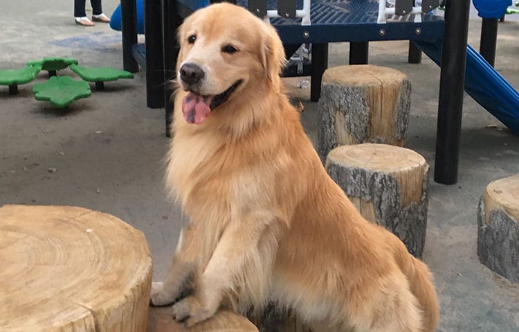 dog-on-stump-mobile dog-on-stump-mobile