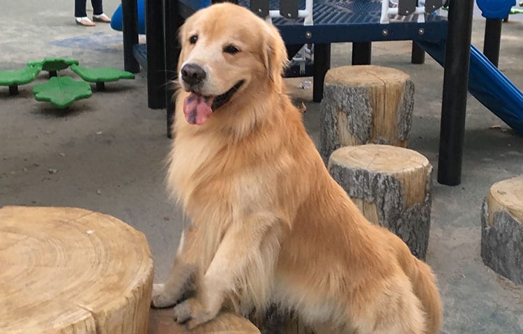 dog-on-stump-mobile