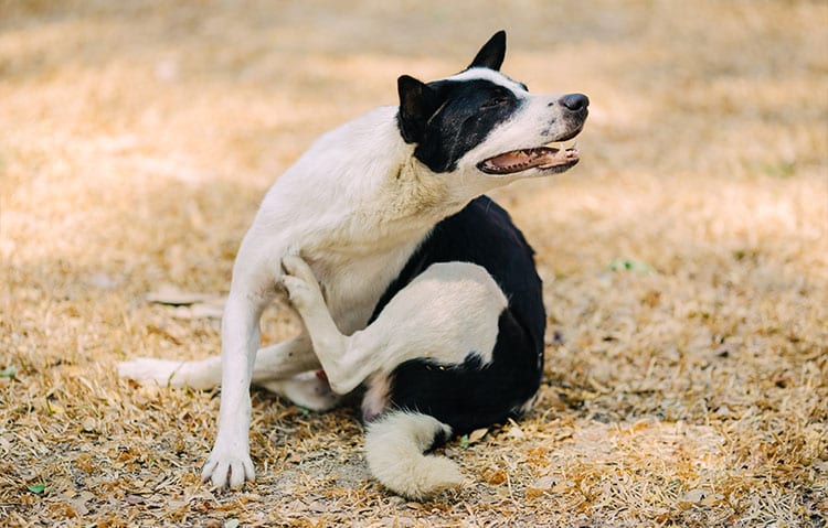 Pet Dermatology in Cary: Dog Scratching Leg