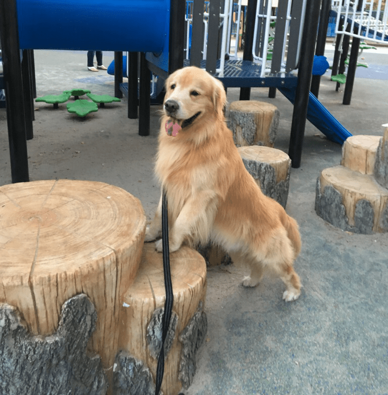 Pet Vaccinations in Cary: Dog Standing On Wooden Stump