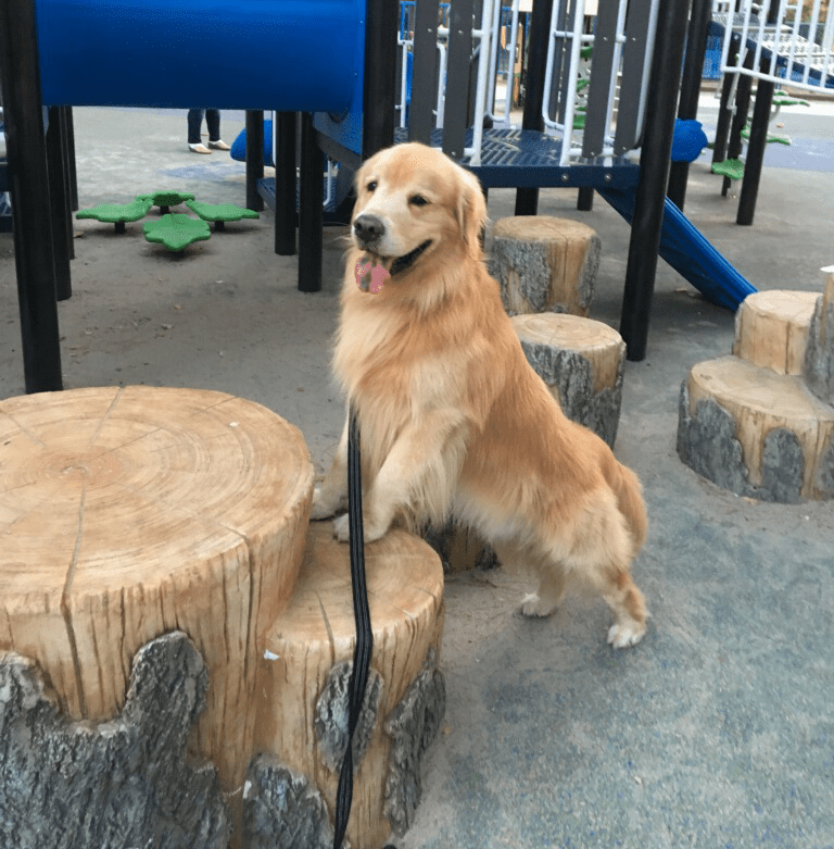 dog-standing-on-wood-stump dog-standing-on-wood-stump