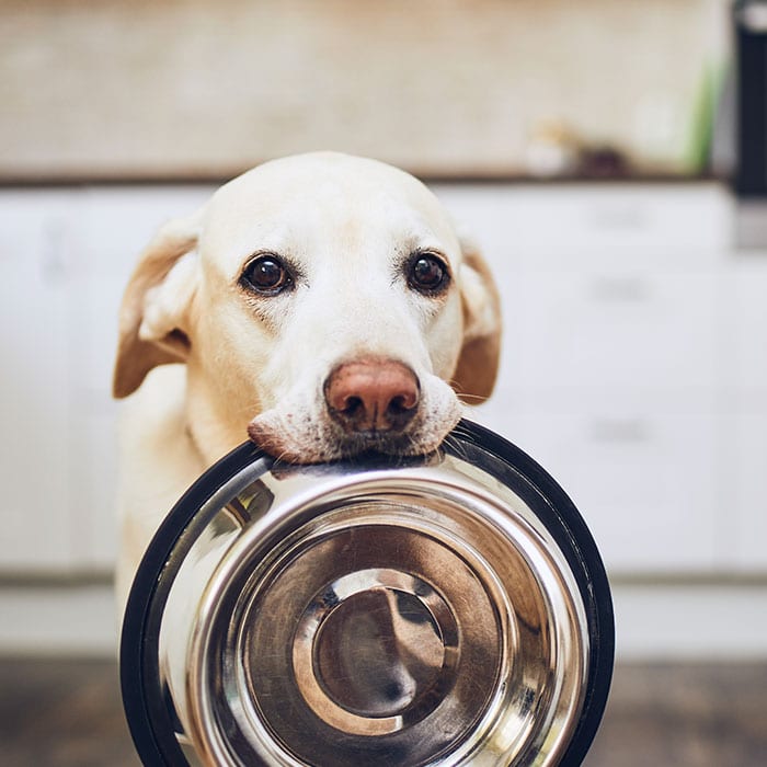 Pet Nutrition Consulting in Cary: Dog Carrying Food Bowl