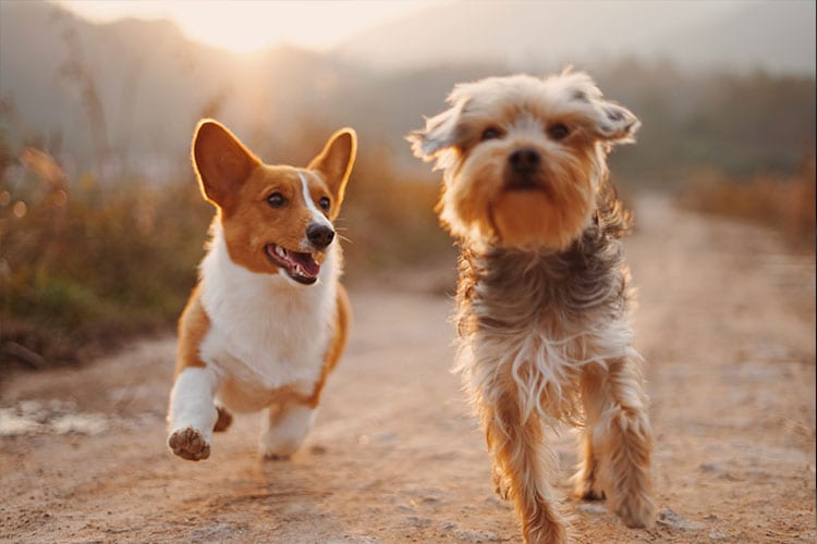Pet Videos: Dogs Running