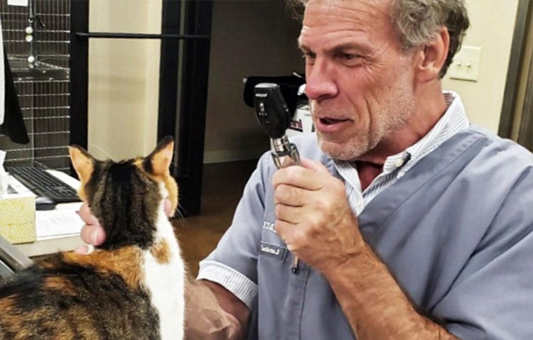 dr-examining-cat-2 dr-examining-cat-2