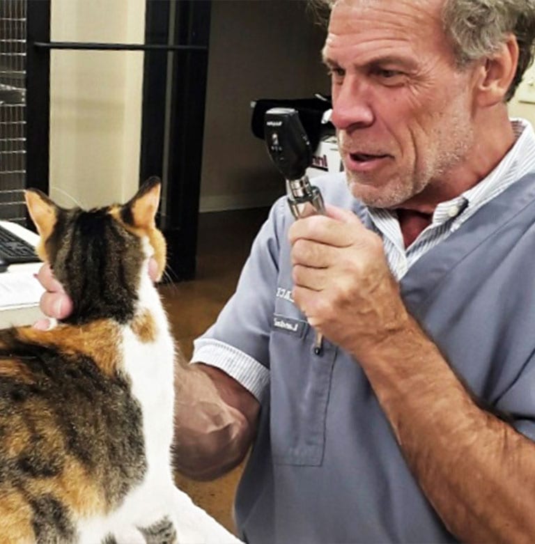 dr-examining-cat dr-examining-cat