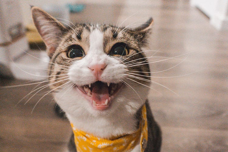 Pet Videos: Cat Smiling