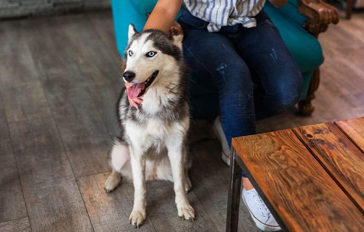 Dog Waits With Owner in Lobby