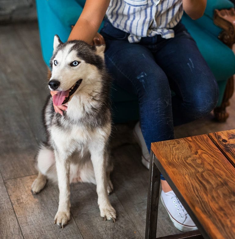 Forms and Links: Dog Waits With Owner in Lobby