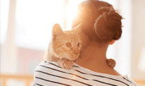 Kitten Looking Over Woman's Shoulder