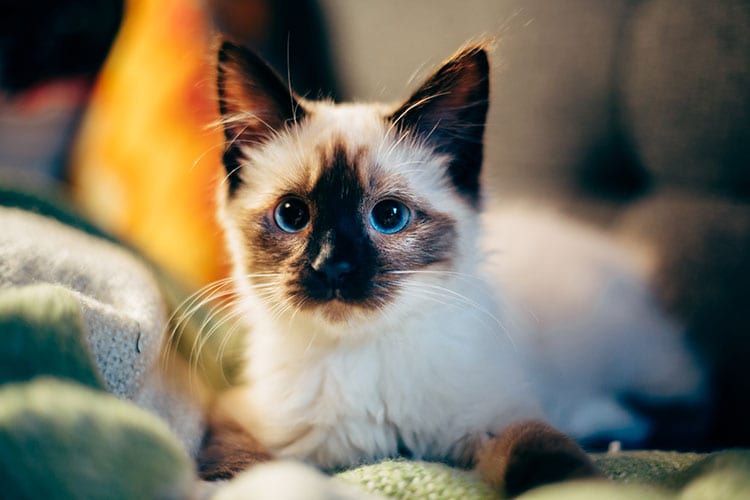 Pet Pharmacy in Cary: Kitten Laying On Blanket