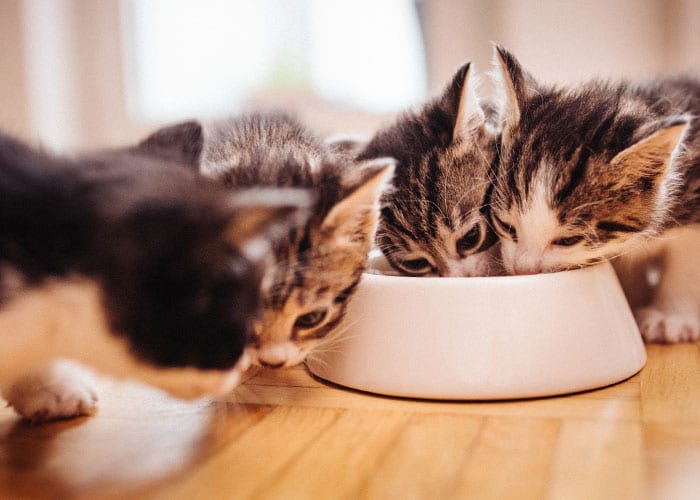 Kittens Eating