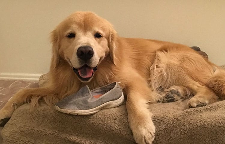 Pet Boarding Facilities: Dog Playing With Shoe