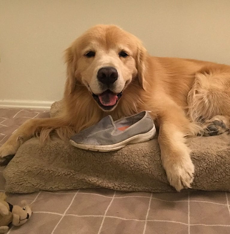 Pet Boarding Facilities in Cary: Dog Playing With Shoe