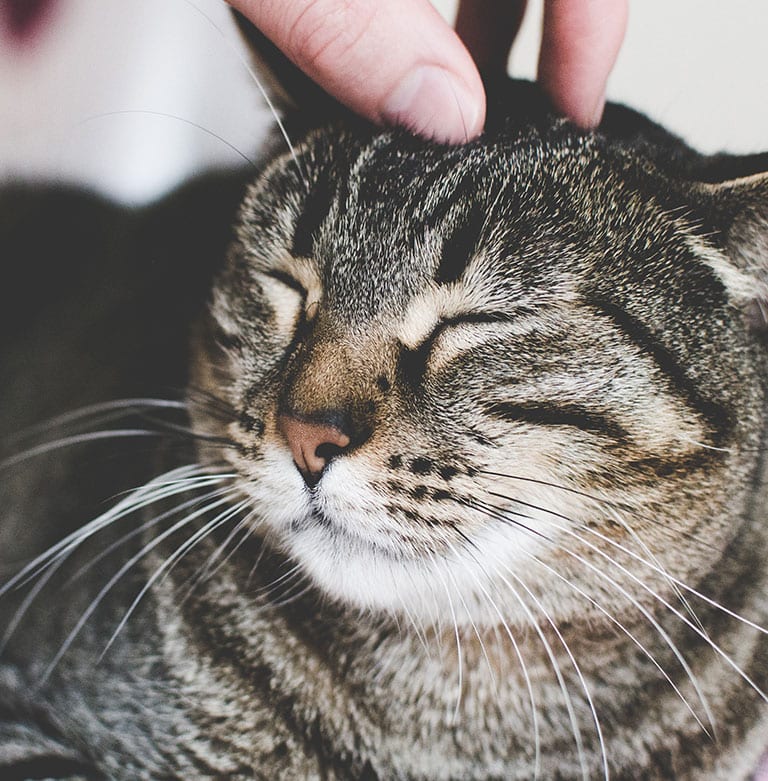 Fear Free Certified Practice in Cary: Cat Getting Head Scratch