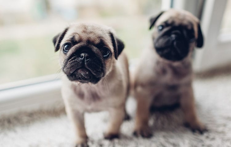 Puppies Sitting By Door