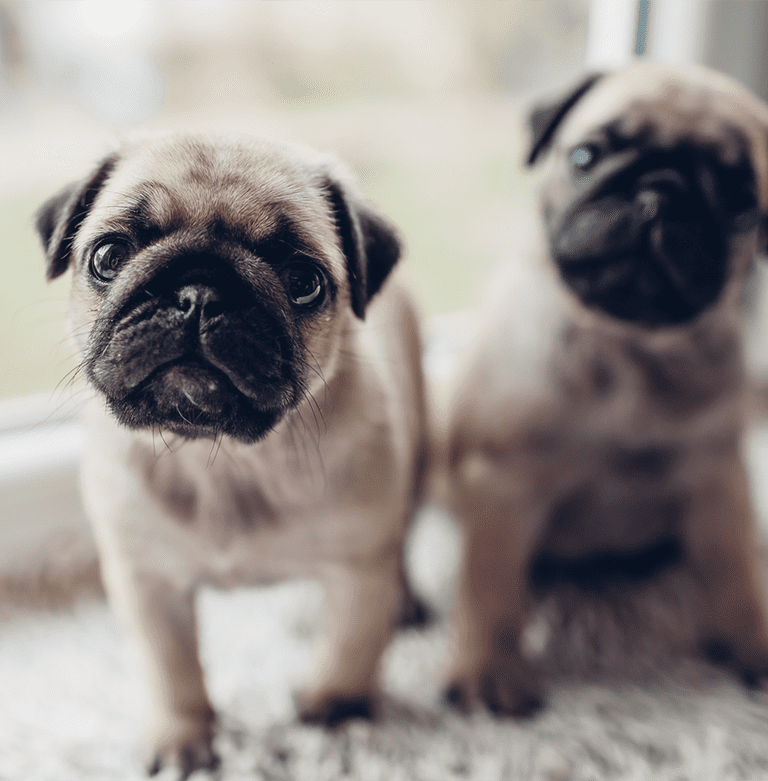 Spay and Neuter Surgery in Cary: Puppies Sitting By Door