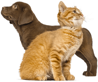 Pet Vaccinations in Cary: Puppy and Kitten