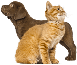 puppy-looking-left-kitten-looking-right puppy-looking-left-kitten-looking-right