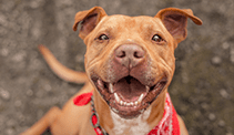 smiling-dog smiling-dog