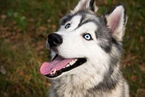 smiling-husky smiling-husky