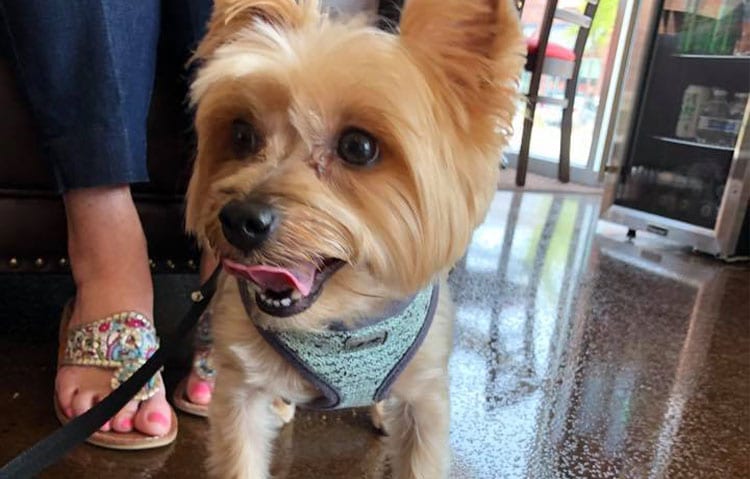 yorkie-2 yorkie-2
