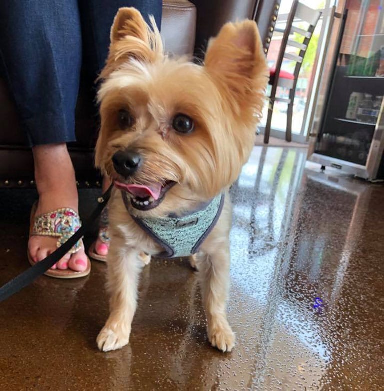 Pet Wellness Care in Cary: Dog Waiting in Lobby