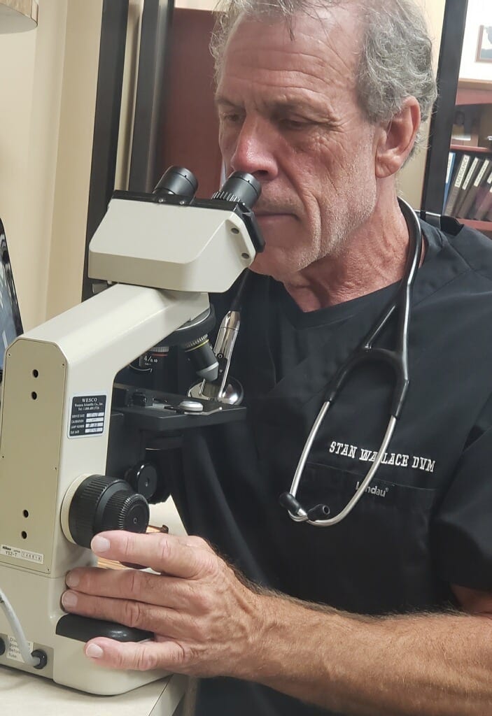 Pet Diagnostics in Cary: Vet Looks At Microscope