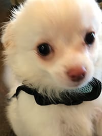 small-white-dog small-white-dog